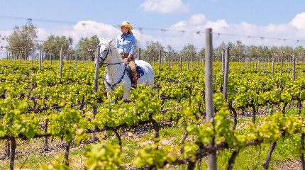 Paço dos Cunhas & Casa de Santar Wines