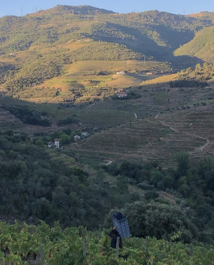 Solo Harvest Experience at Quinto do Tedo with the owners!