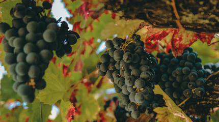 Prova de 5 vinhos e queijos-grupos com mais de 3 pessoas