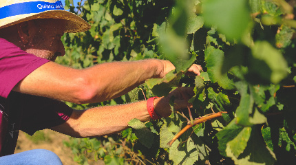 Harvest at Quinta da Folgorosa-until 19 September
