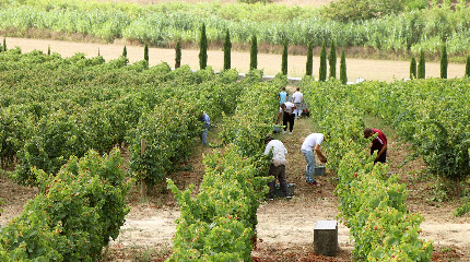 Harvest experience-31 August & 21 September