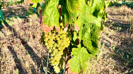 Visita e prova de 5 vinhos– Tapada da Fonte