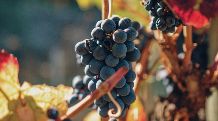 Prova de 3 Vinhos