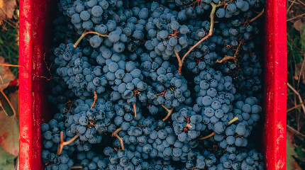 Prova de 5 vinhos-grupos mais de 3 pessoas