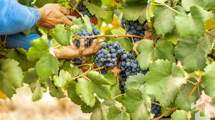 Visita e Prova de 8 vinhos –“Quero provar tudo”