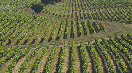 Visita e Prova de Vinhos Reserva