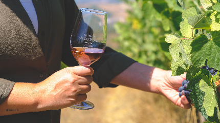 Winemaker for a day with tasting of 3 wines