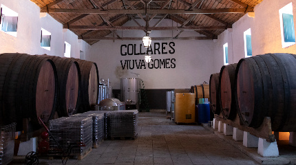 Visita privada à adega & prova de 4 vinhos - para grupos 