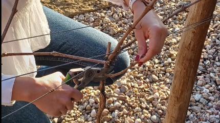 Pruning Workshop-8 February