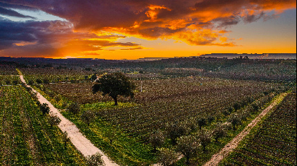 Visita, Passeio e Prova de 3 Vinhos Premium 