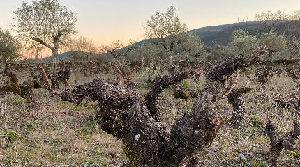Visit of 100 yr old vines & wine tasting with winemaker