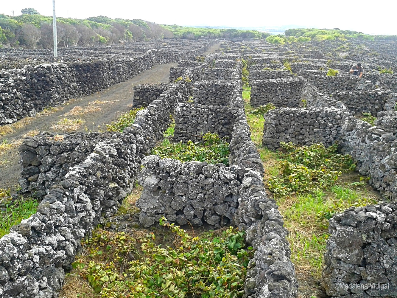 Açores
